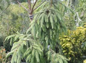 Smrk omorika 'Pendula' - Picea omorika 'Pendula'