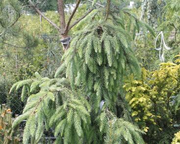 Smrk omorika 'Pendula'