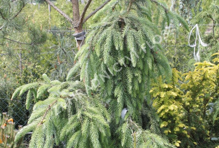 Smrk omorika 'Pendula' - Picea omorika 'Pendula'