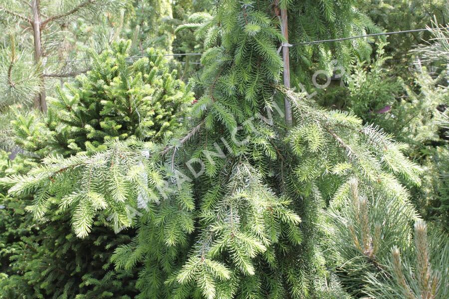 Smrk omorika 'Pendula' - Picea omorika 'Pendula'