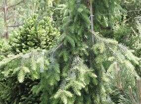 Smrk omorika 'Pendula' - Picea omorika 'Pendula'