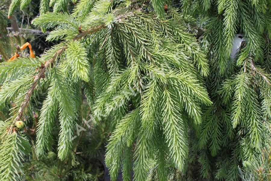 Smrk omorika 'Pendula' - Picea omorika 'Pendula'