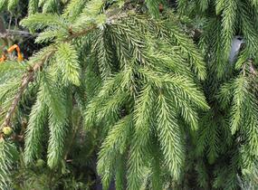 Smrk omorika 'Pendula' - Picea omorika 'Pendula'