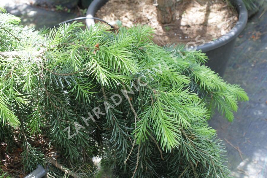 Smrk omorika 'Pendula' - Picea omorika 'Pendula'