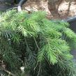 Smrk omorika 'Pendula' - Picea omorika 'Pendula'