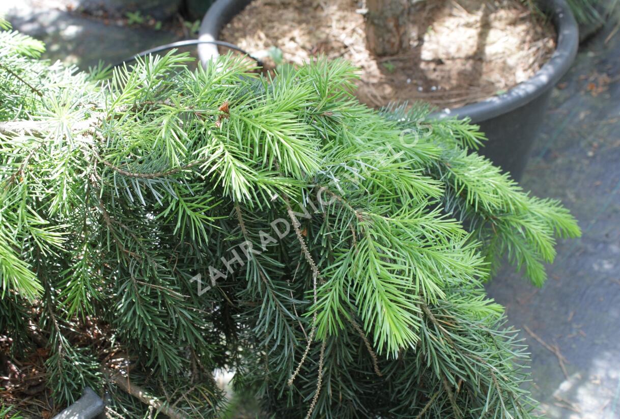 Smrk omorika 'Pendula' - Picea omorika 'Pendula'