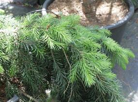 Smrk omorika 'Pendula' - Picea omorika 'Pendula'