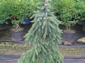 Smrk omorika 'Pendula' - Picea omorika 'Pendula'