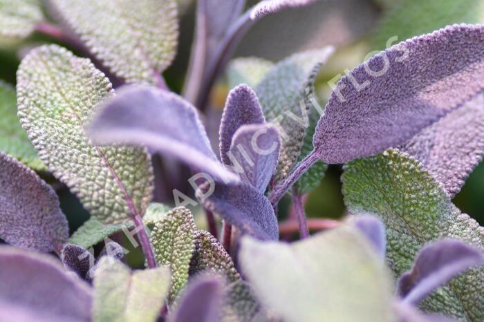 Šalvěj lékařská 'Purpurascens' - Salvia officinalis 'Purpurascens'