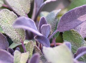 Šalvěj lékařská 'Purpurascens' - Salvia officinalis 'Purpurascens'