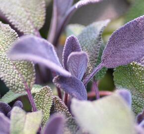 Šalvěj lékařská 'Purpurascens' - Salvia officinalis 'Purpurascens'