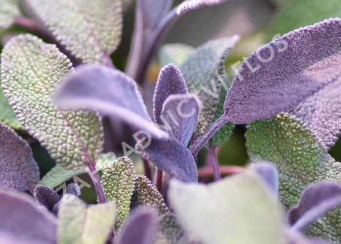 Šalvěj lékařská 'Purpurascens' - Salvia officinalis 'Purpurascens'