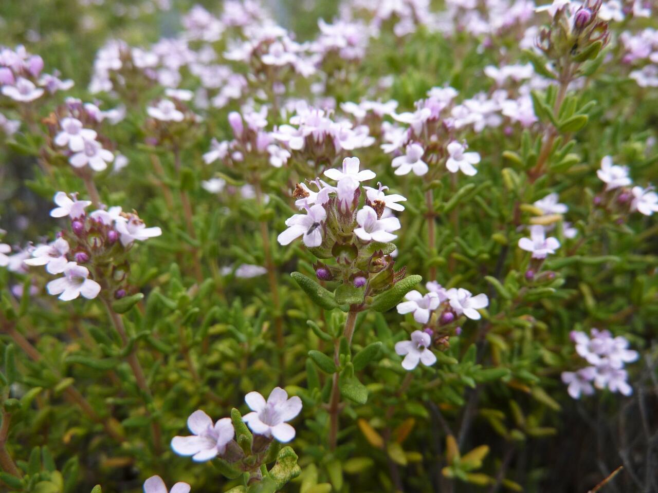 Tymián obecný Thymus vulgaris Zahradnictví FLOS