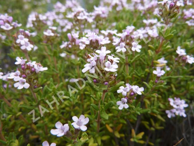 Tymián obecný 'Compactus' - Thymus vulgaris 'Compactus'