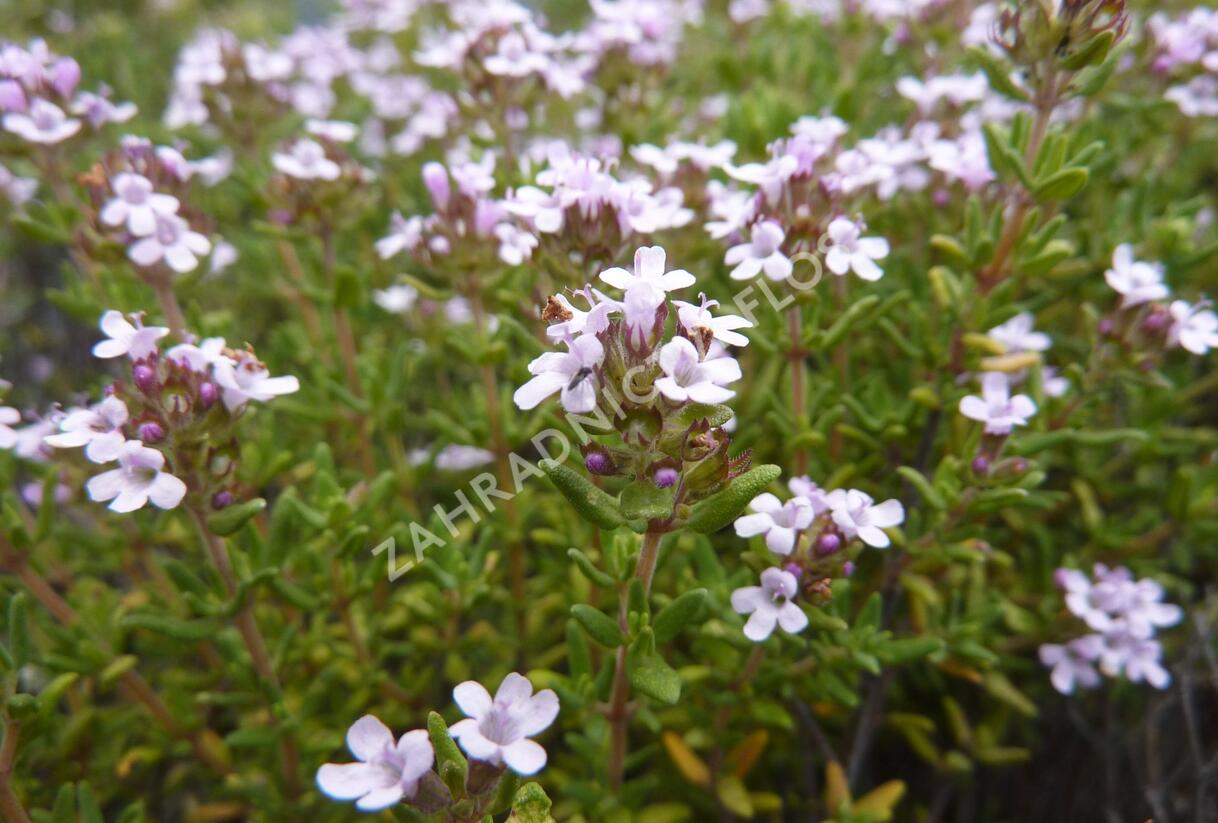 Tymián obecný 'Compactus' - Thymus vulgaris 'Compactus'