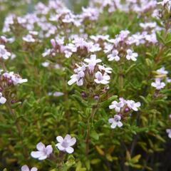 Tymián obecný 'Compactus' - Thymus vulgaris 'Compactus'