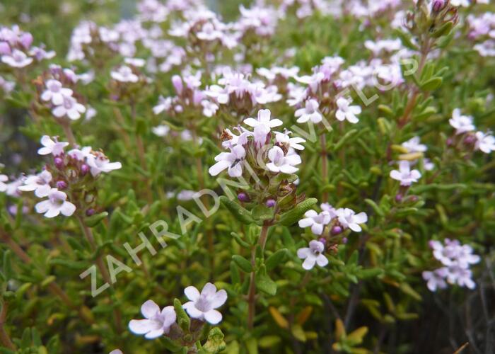 Tymián obecný 'Compactus' - Thymus vulgaris 'Compactus'