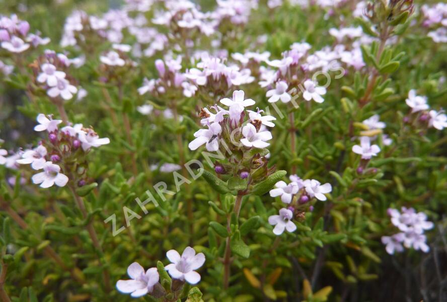 Tymián obecný 'Compactus' - Thymus vulgaris 'Compactus'