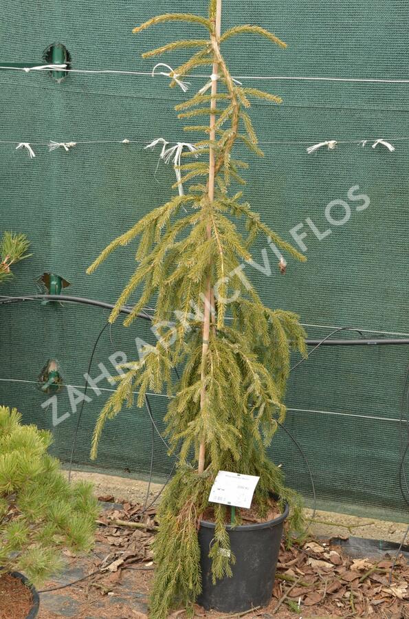 Smrk omorika 'Bruns' - Picea omorika 'Bruns'