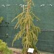 Smrk omorika 'Bruns' - Picea omorika 'Bruns'