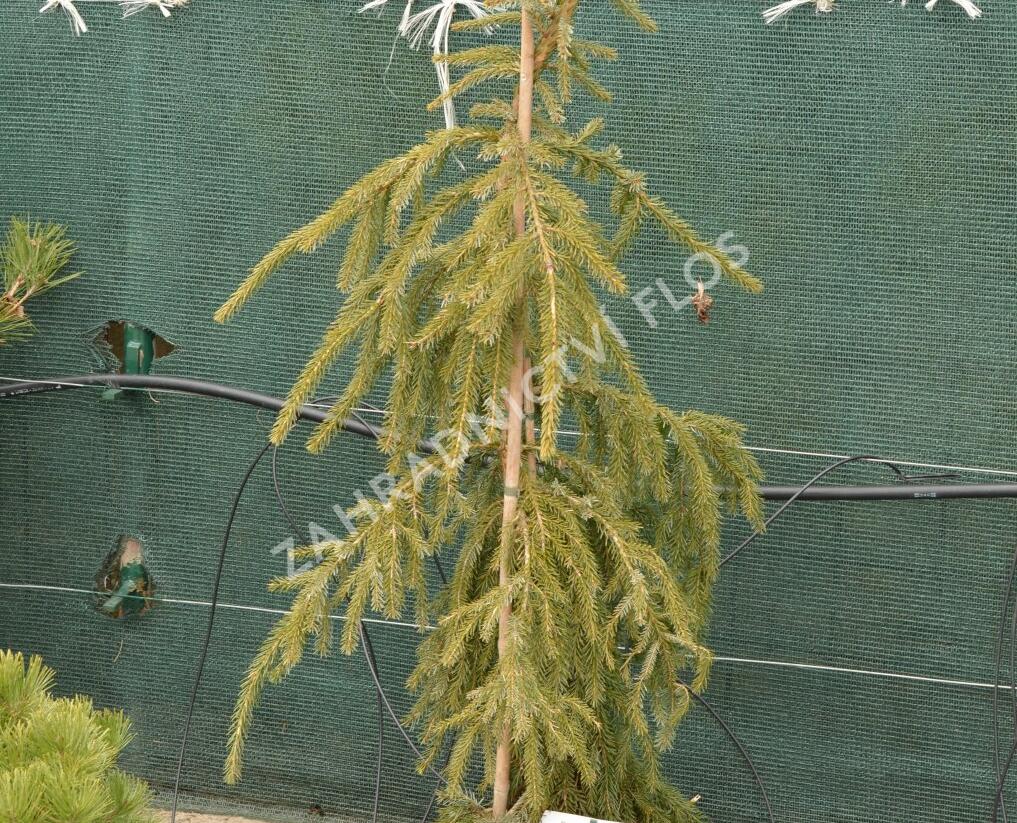 Smrk omorika 'Bruns' - Picea omorika 'Bruns'