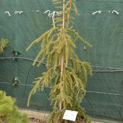 Smrk omorika 'Bruns' - Picea omorika 'Bruns'