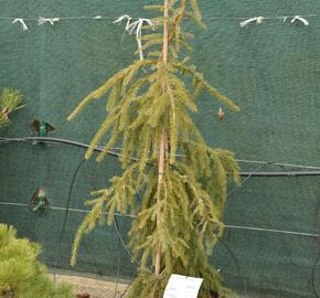 Smrk omorika 'Bruns' - Picea omorika 'Bruns'