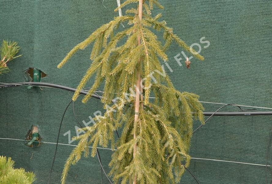 Smrk omorika 'Bruns' - Picea omorika 'Bruns'