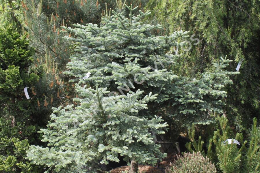 Jedle vznešená 'Obrighofen' - Abies procera 'Obrighofen'