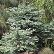 Jedle vznešená 'Obrighofen' - Abies procera 'Obrighofen'