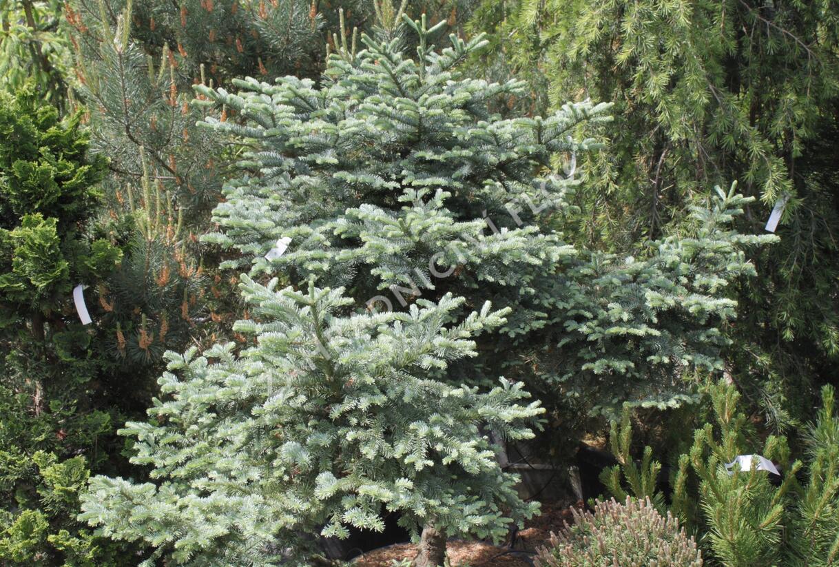 Jedle vznešená 'Obrighofen' - Abies procera 'Obrighofen'
