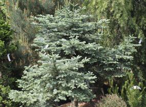 Jedle vznešená 'Obrighofen' - Abies procera 'Obrighofen'