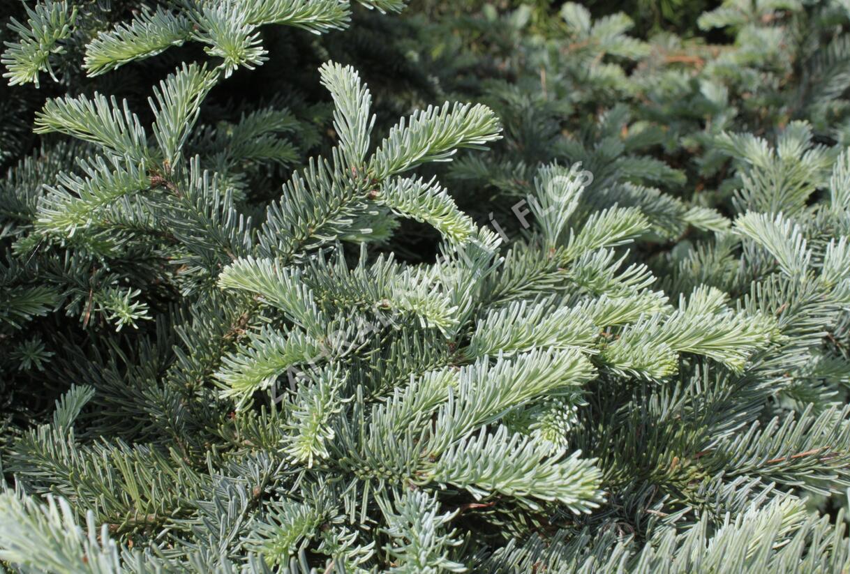 Jedle vznešená 'Obrighofen' - Abies procera 'Obrighofen'