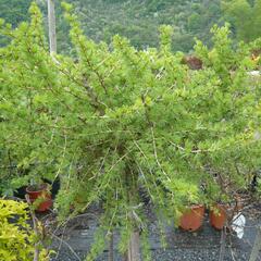 Modřín opadavý 'Körnik' - Larix decidua 'Körnik'