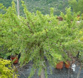 Modřín opadavý 'Körnik' - Larix decidua 'Körnik'