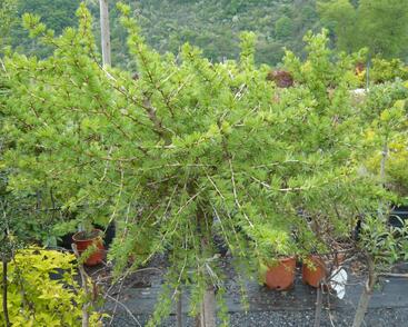 Modřín opadavý 'Körnik'