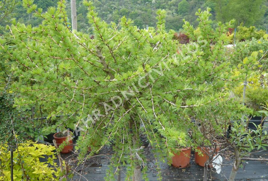Modřín opadavý 'Körnik' - Larix decidua 'Körnik'