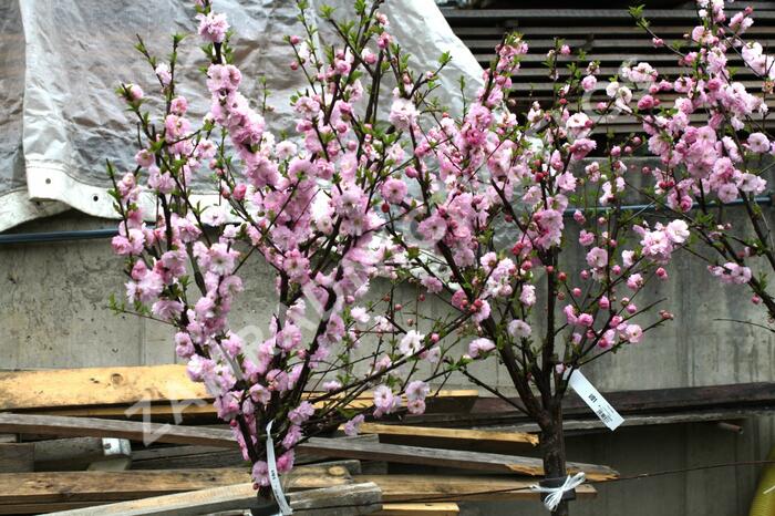 Mandloň trojlaločná - Prunus triloba