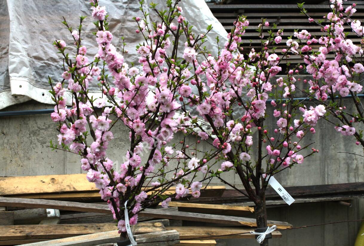 Mandloň trojlaločná - Prunus triloba