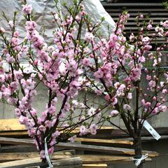 Mandloň trojlaločná - Prunus triloba