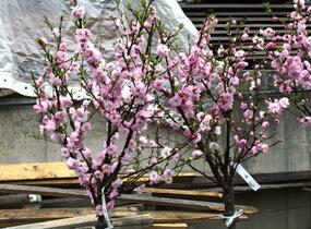 Mandloň trojlaločná - Prunus triloba