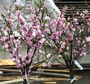 Mandloň trojlaločná - Prunus triloba