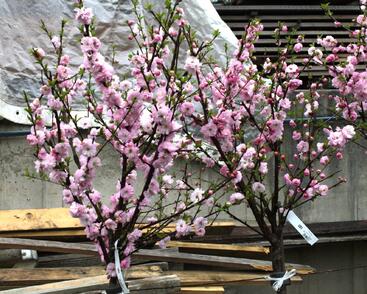 Mandloň trojlaločná