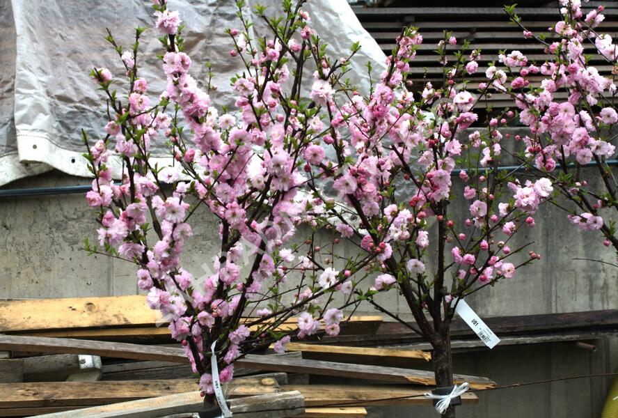 Mandloň trojlaločná - Prunus triloba