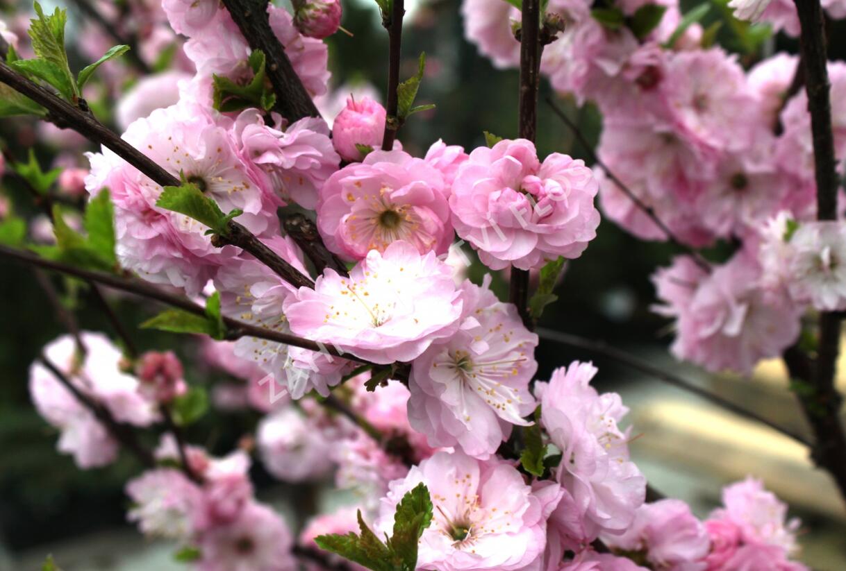 Mandloň trojlaločná - Prunus triloba