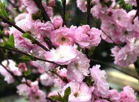 Mandloň trojlaločná - Prunus triloba