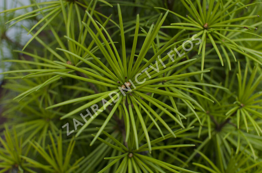 Pajehličník přeslenatý - Sciadopitys verticillata