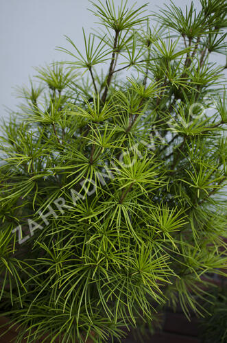 Pajehličník přeslenatý - Sciadopitys verticillata