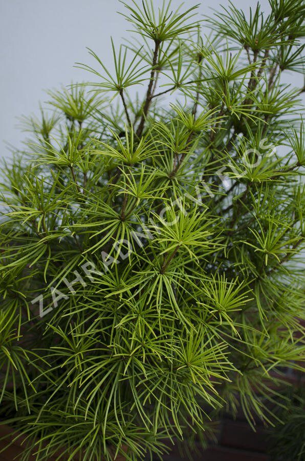 Pajehličník přeslenatý - Sciadopitys verticillata