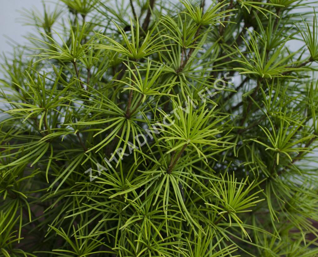 Pajehličník přeslenatý - Sciadopitys verticillata